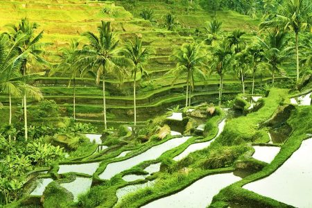 Complete 5-Day Bali Adventure Tour – Volcano, Ubud, Waterfall & Cultural Sites