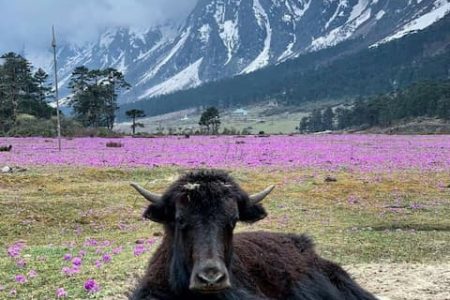 Sikkim and Darjeeling Tour